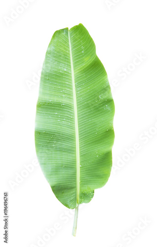 green banana leaf   green tropical foliage texture isolated on white background of file with Clipping Path .