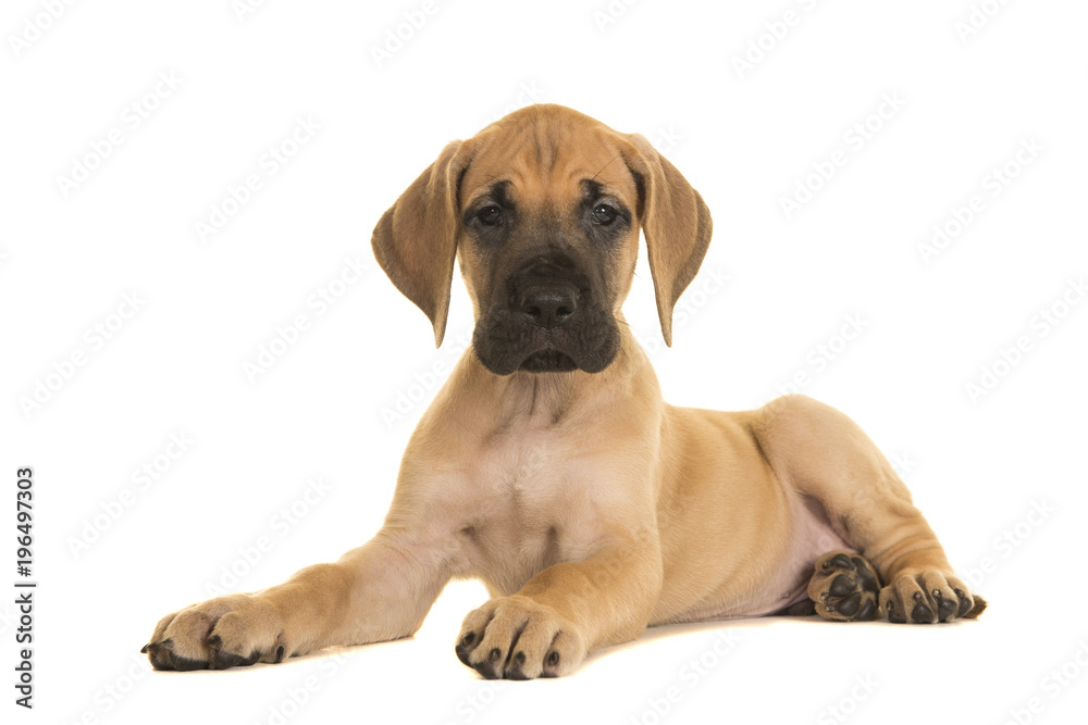 Pretty yellow great dane puppy lying down looking at the camera isolated on a white background