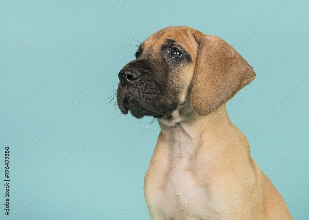 Portrait of a great dane puppy seen from the side looking up on a blue background