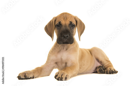 Pretty yellow great dane puppy lying down looking at the camera isolated on a white background