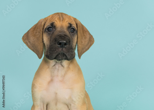 Fototapeta Naklejka Na Ścianę i Meble -  Portrait of a great dane puppy looking at the camera on a blue background