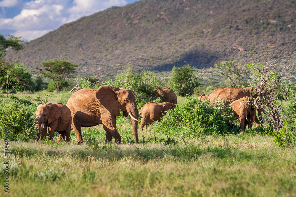 Herd of elephants in the african savannah Herd of elephants in the african savannah
