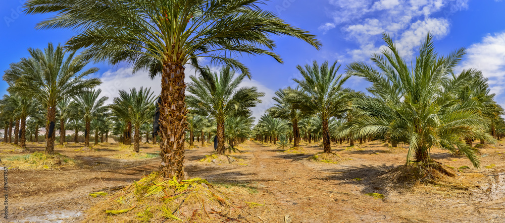 Panoramic image of plantation of date palms that have an important place in advanced desert agriculture in the Middle East