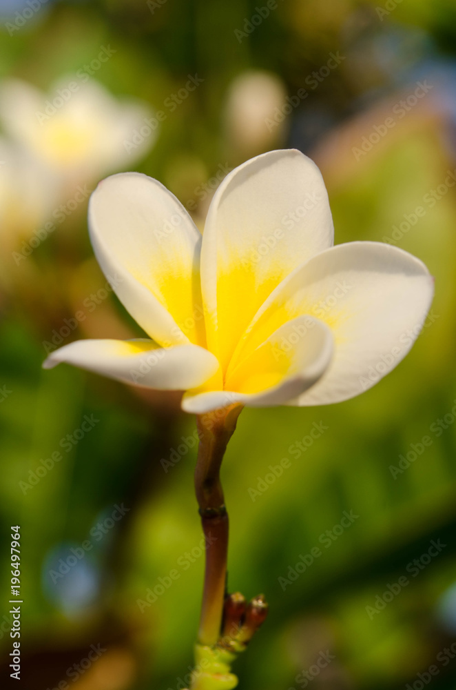 Fototapeta premium white beautiful flower on nature background. Spring