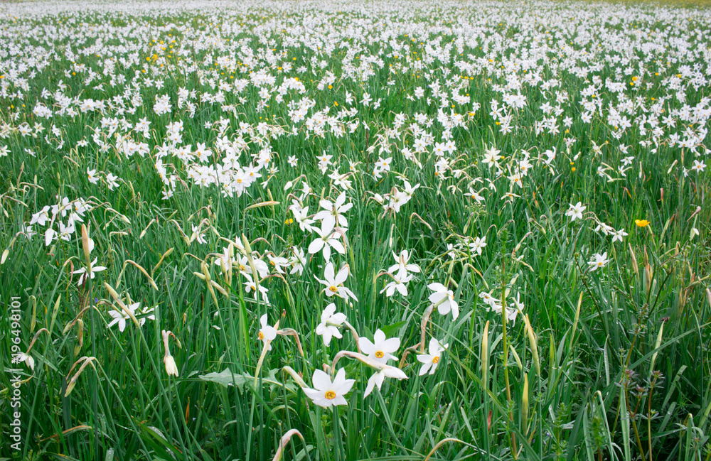 Fototapeta premium Wild white narcissuses blooming on green spring meadow field
