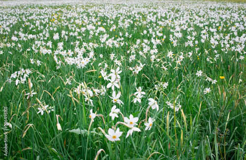 Wild white narcissuses blooming on green spring meadow field