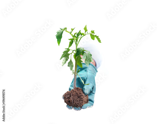 young plant of tomato held by a gloved hand isolated on white background