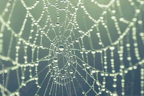 spider web background