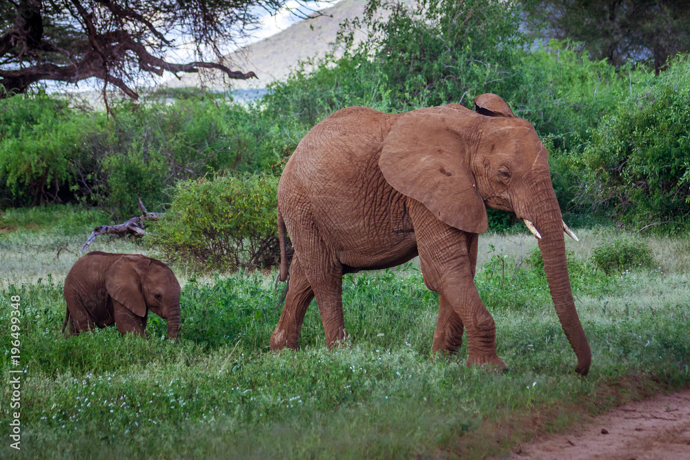 African elephant family in Kenya