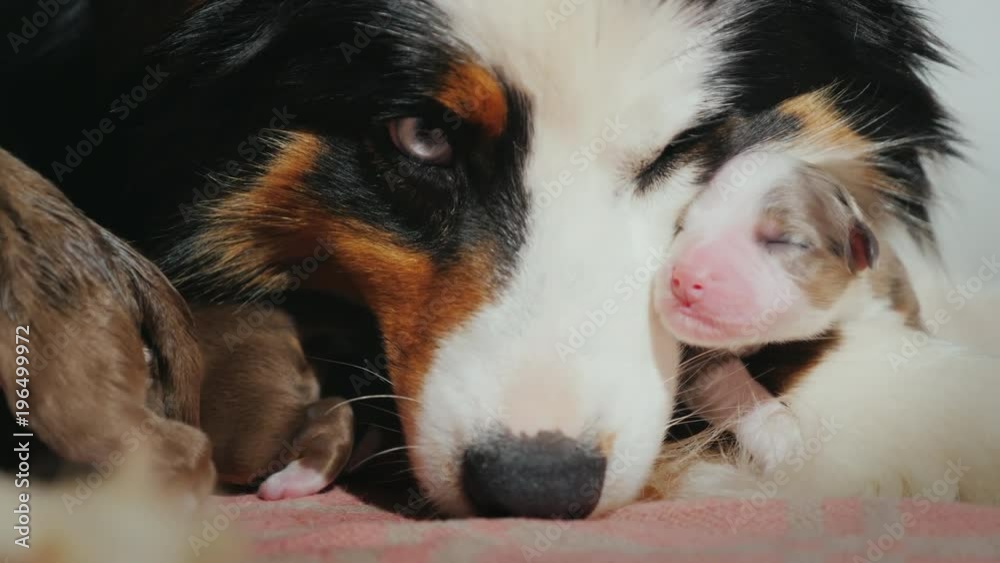 Portrait of an Australian Shepherd with a puppy. The puppy clings to the muzzle of the mother. Cute video with animals Portrait of an Australian Shepherd with a puppy. The puppy clings to the muzzle of the mother. Cute video with animals