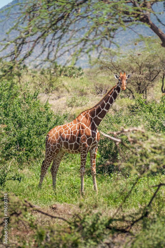 African giraffe  Maasai Mara Game Reserve  Kenya