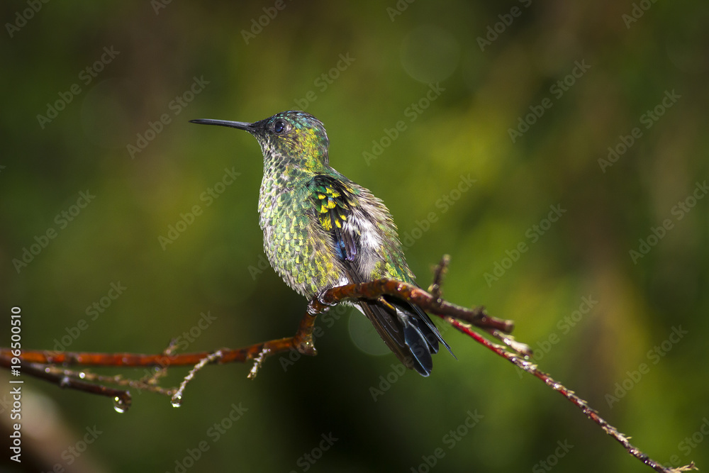 Obraz premium beija-flor