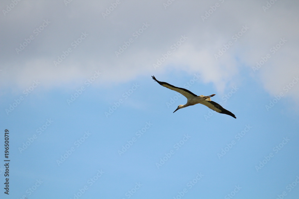 Obraz premium Storch im Gleitflug
