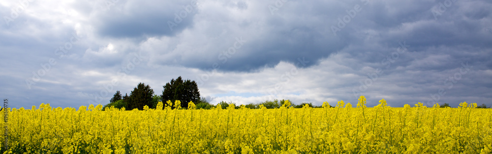 Obraz premium Rape flowers and gray clouds .