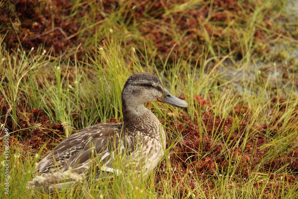 Naklejka premium Enten-Mama