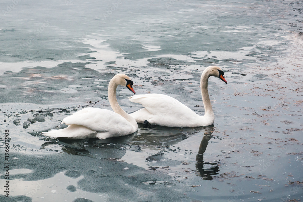 Two large beautiful white swans swim on the lake part of which is covered with ice Two large beautiful white swans swim on the lake part of which is covered with ice