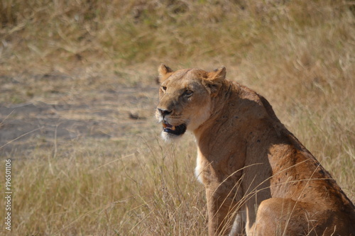 Lionne du Serengeti