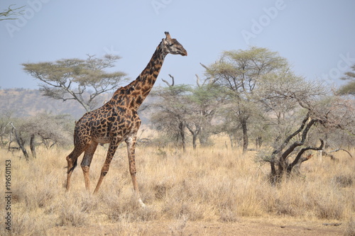 Girafe du Serengeti