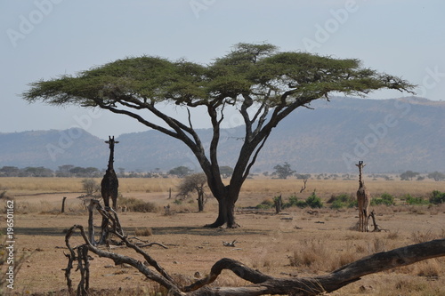 Couple de girafes