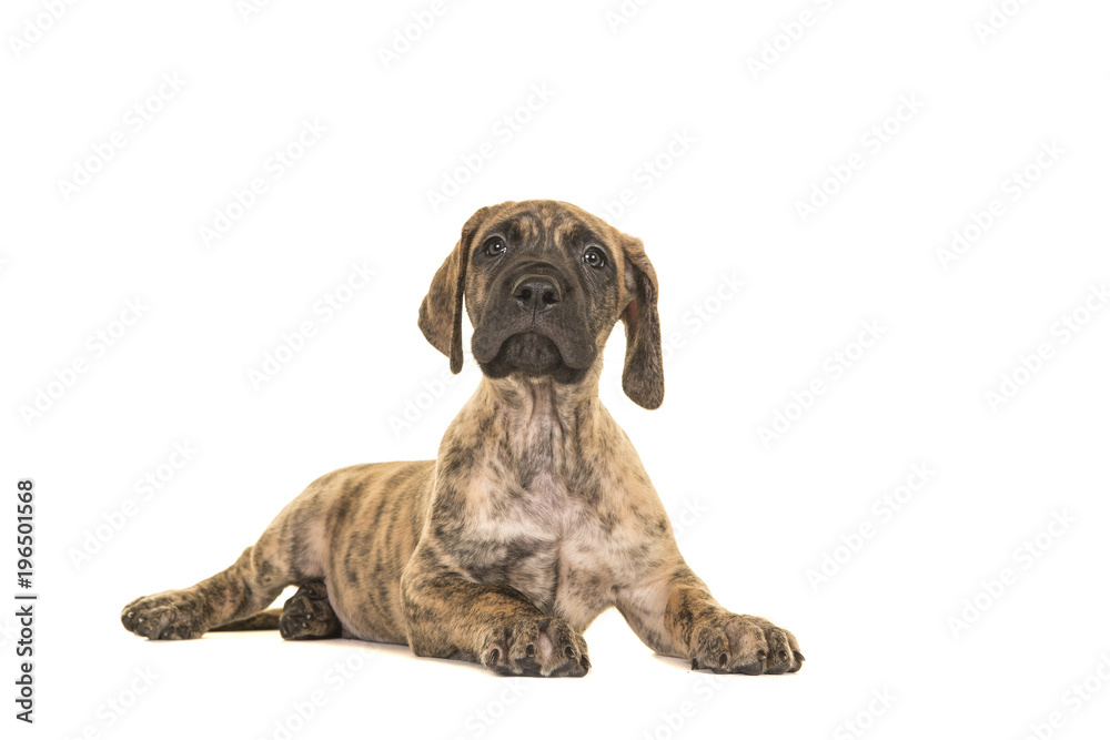 Cute brindle great dane puppy lying down looking up isolated on a white background
