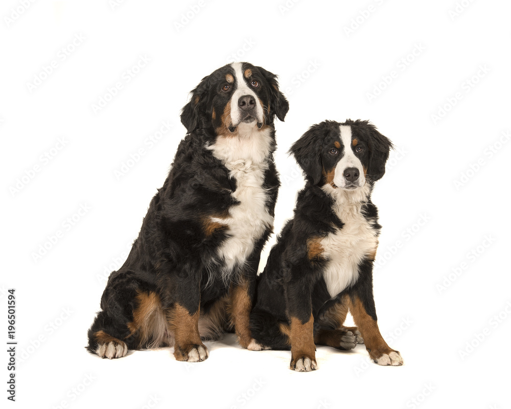 Two bernese mountain dogs young and adult sitting looking at the camera isolated at a white background