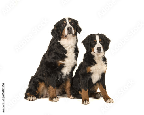 Two bernese mountain dogs young and adult sitting looking at the camera isolated at a white background