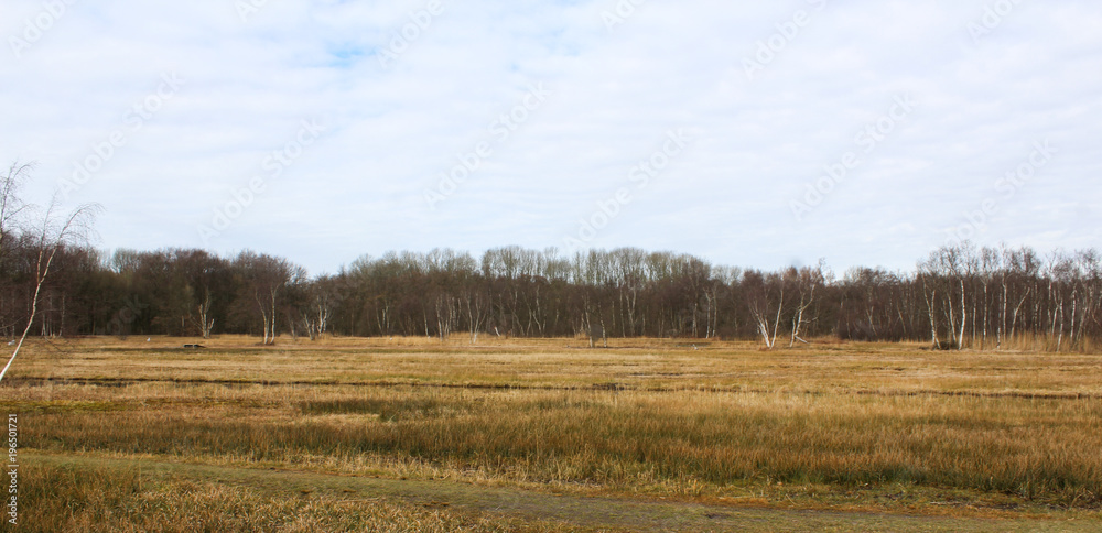 Swamp national park the biesbosch in the Netherlands in autumn Swamp national park the biesbosch in the Netherlands in autumn