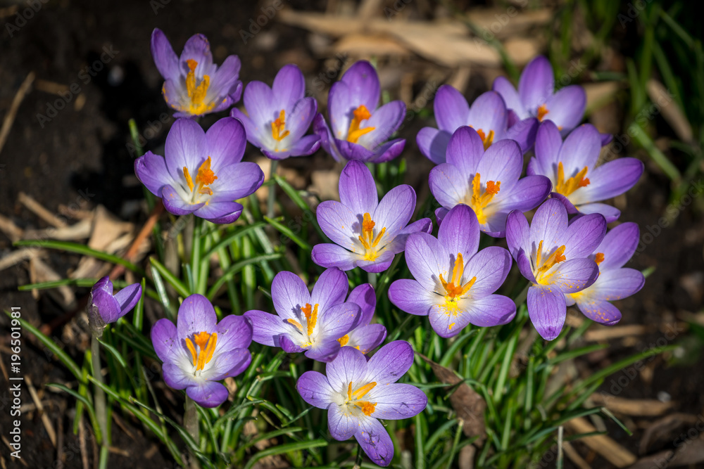 Violet crocusses Violet crocusses