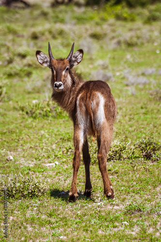 Young male springbok in Masai Mara reserve  Kenya