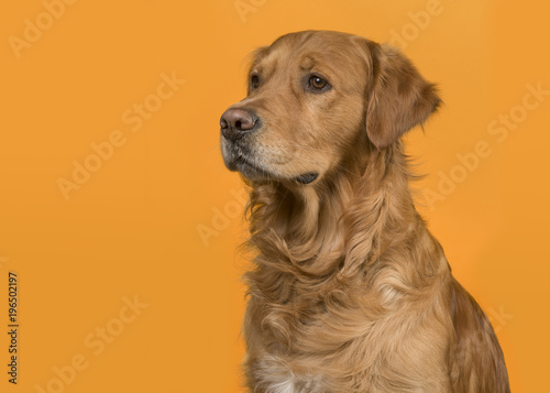 Fototapeta Naklejka Na Ścianę i Meble -  Portrait of a pretty male golden retriever dog looking to the left on an orange background