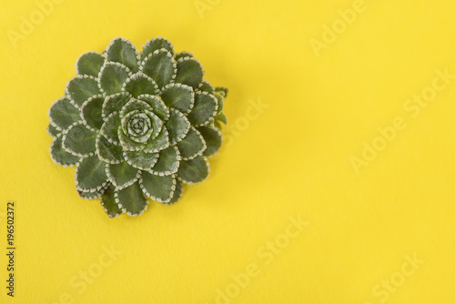 Single green succulent plant on a yellow background photo