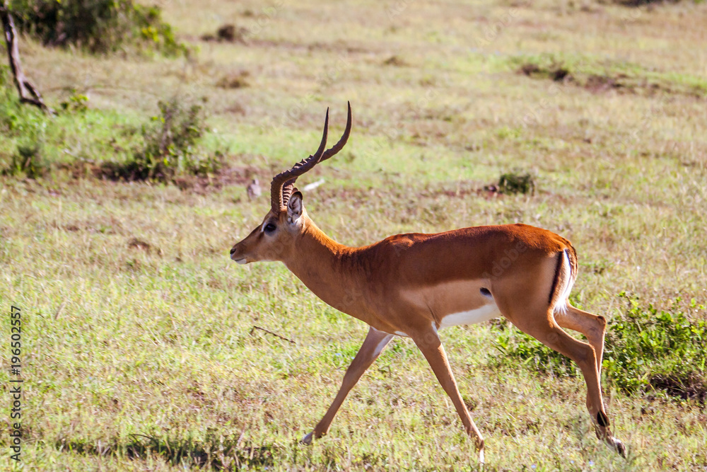 Male Impala gazelle in Masai Mara reserve, Kenya Male Impala gazelle in Masai Mara reserve, Kenya