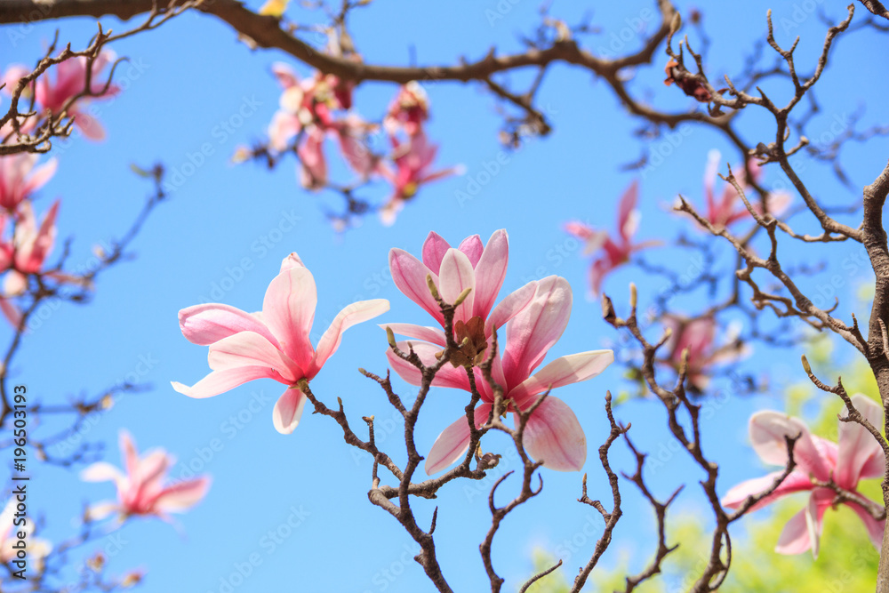 Blooming magnolia tree with pink flowers in the blue sky Blooming magnolia tree with pink flowers in the blue sky