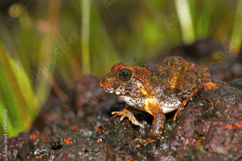 Reddish Burrowing Frog, Zakerana rufescens , Chorla Ghat, Maharashtra, India photo