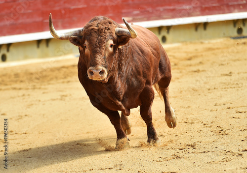 spanish bull