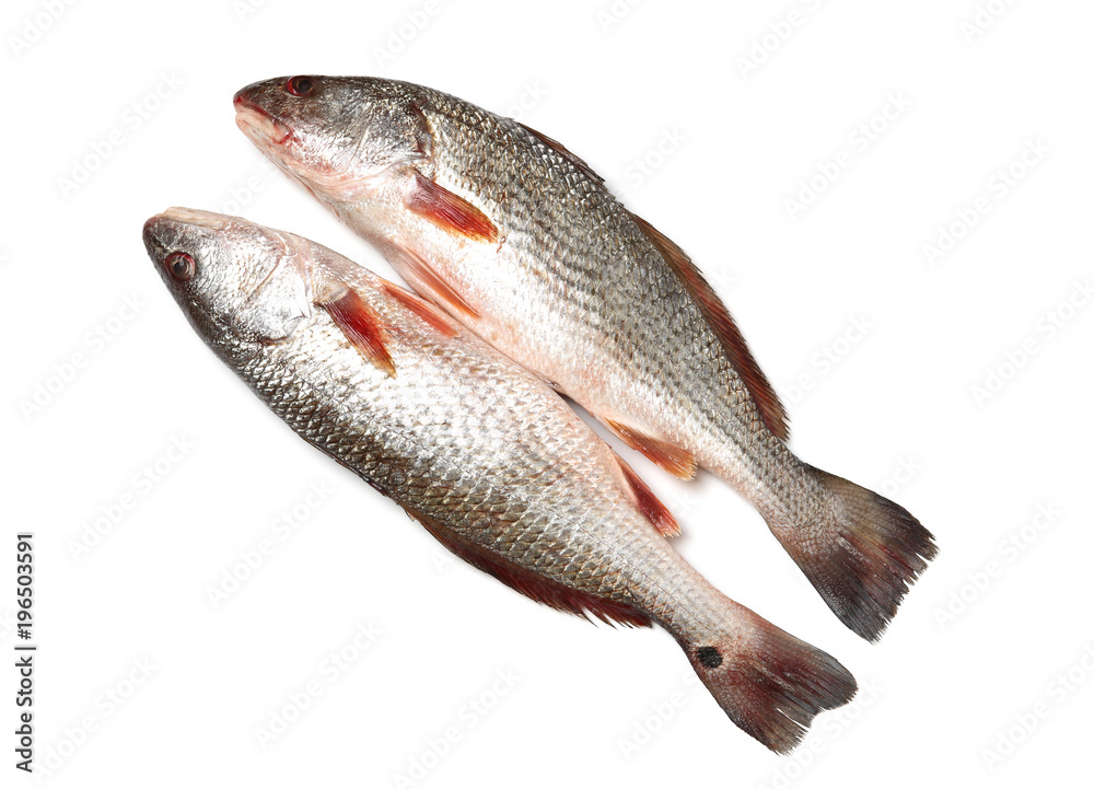 Fototapeta premium Fresh fish on white background