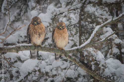 Telephoto shot (not cropped) of mating pair of red-tailed hawks watching prey during winter snow storm