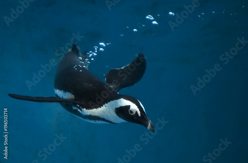 Penguin swimming underwater in blue water