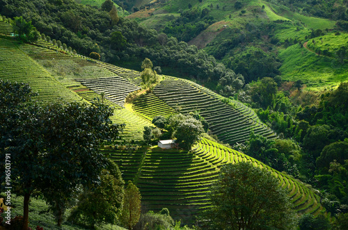 Tea plantations in Doi Mae Salong