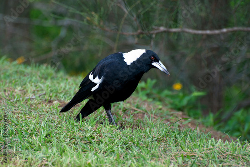 Australian Magpie