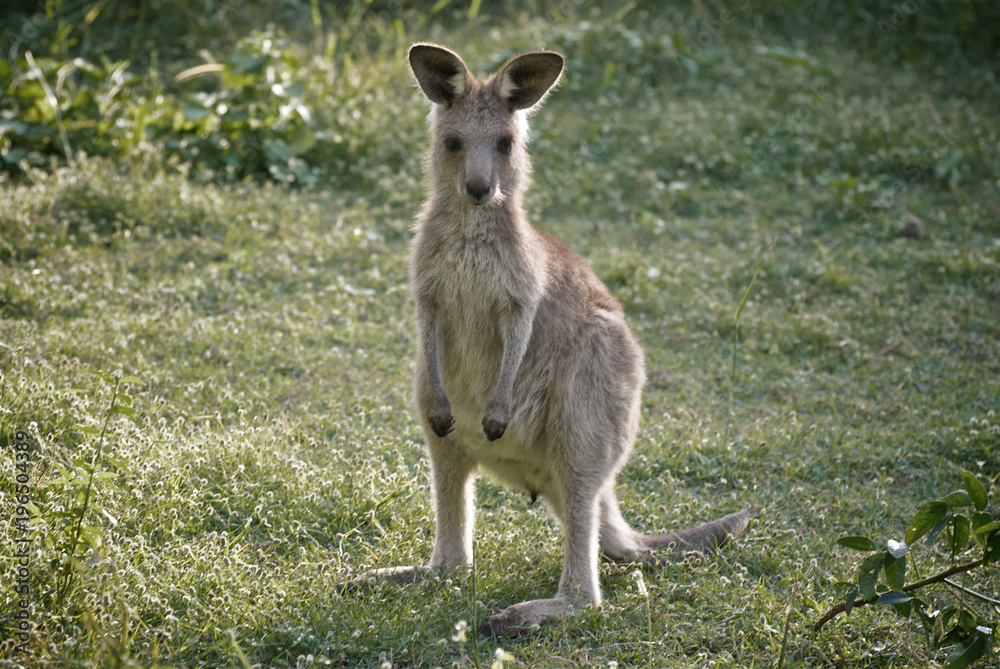 Cute little kangaroo