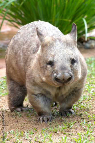 Common Wombat vombatus ursinus