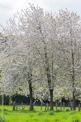 Trees in full white blossom in spring in apple orchard in Calvados region  Normandy  France