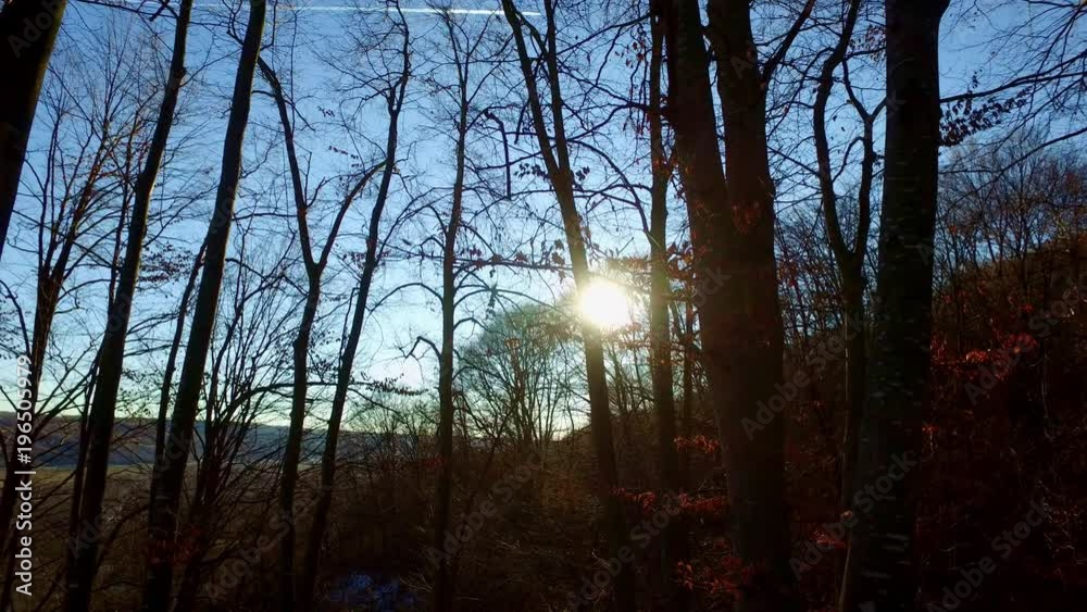 sunlight epic view in forest sunlight epic view in forest