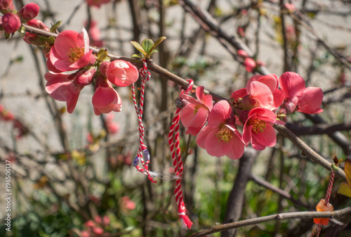 Martenitsa bracelets on blossoming quince branch