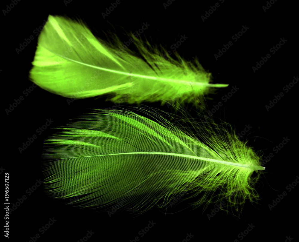 Obraz premium A green feather on a black background
