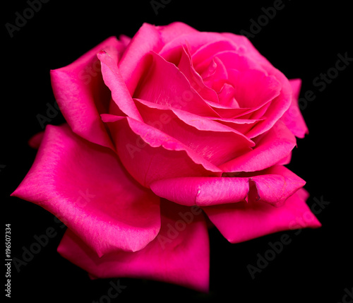 Beautiful red rose on a black background