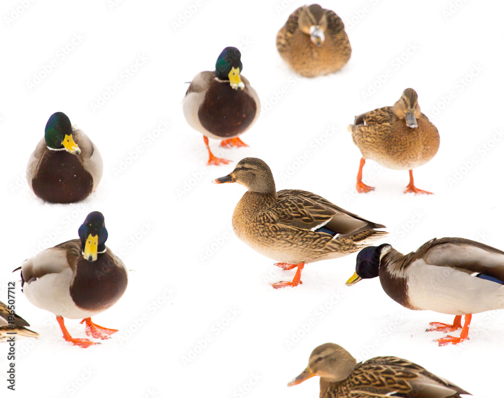 A flock of ducks on white snow in winter