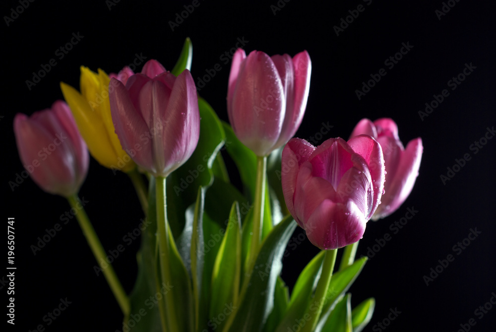 Fototapeta premium bouquet of tulips on a black background