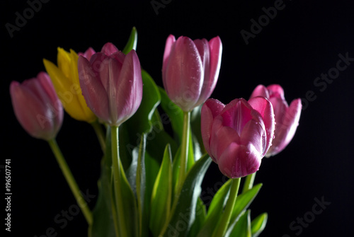 bouquet of tulips on a black background